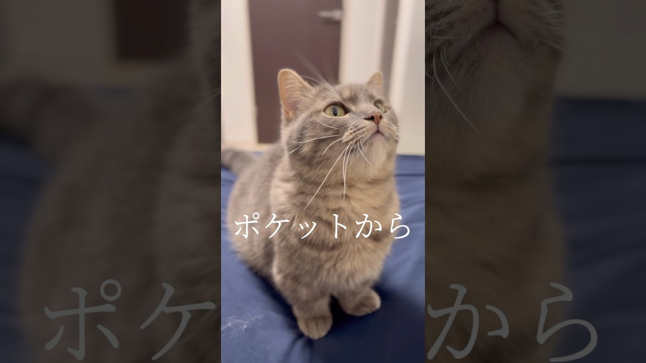 ねこばばしようと手を伸ばすも手が短く手届かない猫が可愛すぎたwww #shorts #猫 #マンチカン