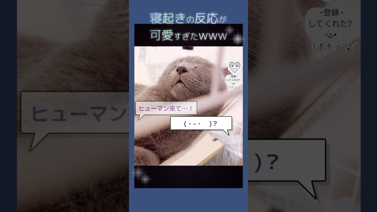 【真逆ww】ビックリした時、うちの 猫 はこう…（笑）#猫 #cat #シャルトリュー #chartreux #hilarious #sleepingface #寝顔