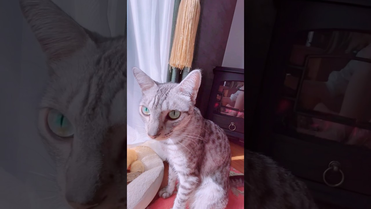 寒がりユキオさんのために、暖炉風ファンヒーターつけた😽#cat #catcute #catlover #癒し系猫 #ベンガル #cute #bengalcat #ocicat #ファンヒーター
