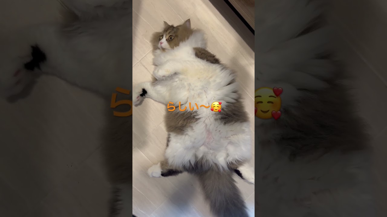 ひっくり返って可愛い#猫 #ラガマフィン #cat