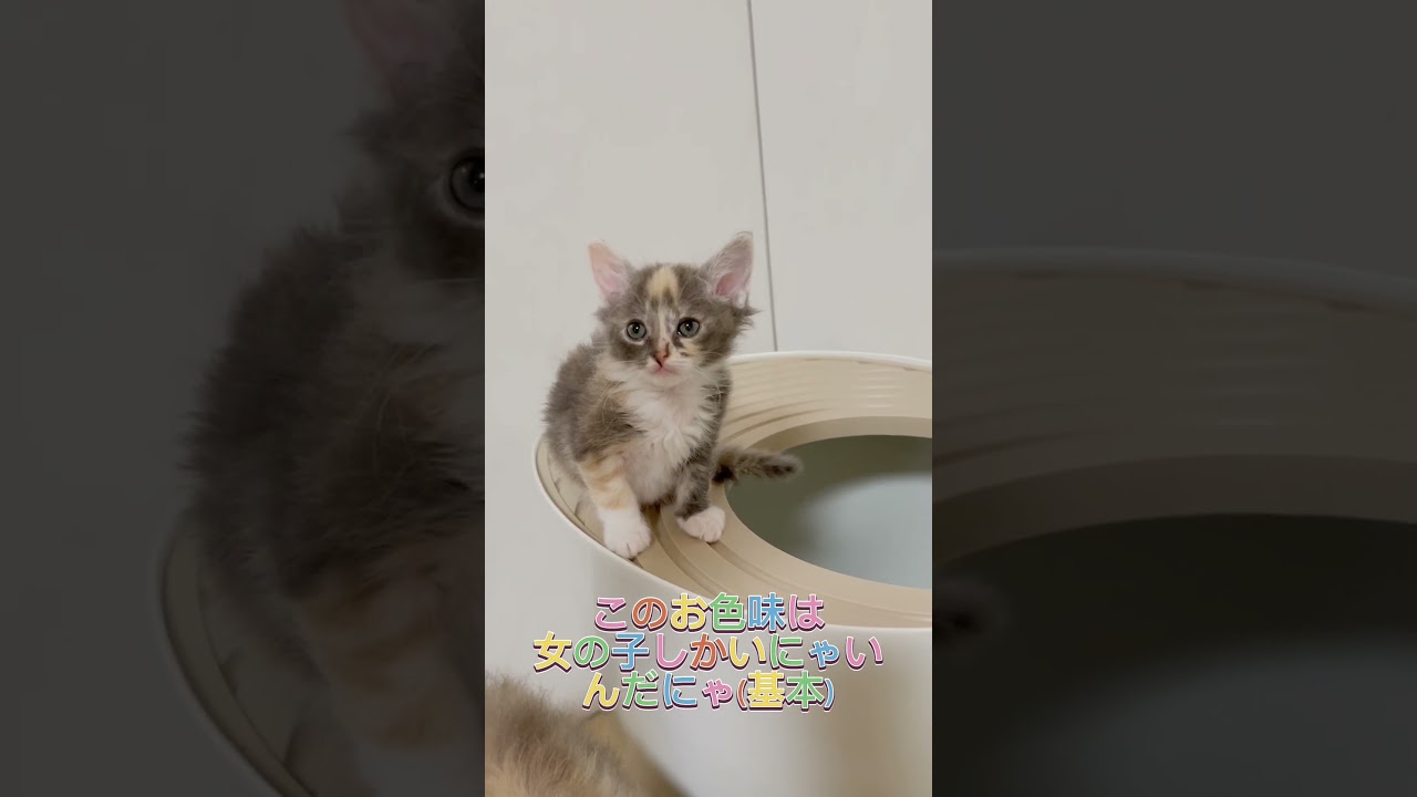 ラパーマの三毛猫ちゃん♥️ 【お問合せ詳細は説明欄に記載あります】 #ブリーダー直販 #ラパーマ #猫 #子猫 #マンチカン #ミヌエット