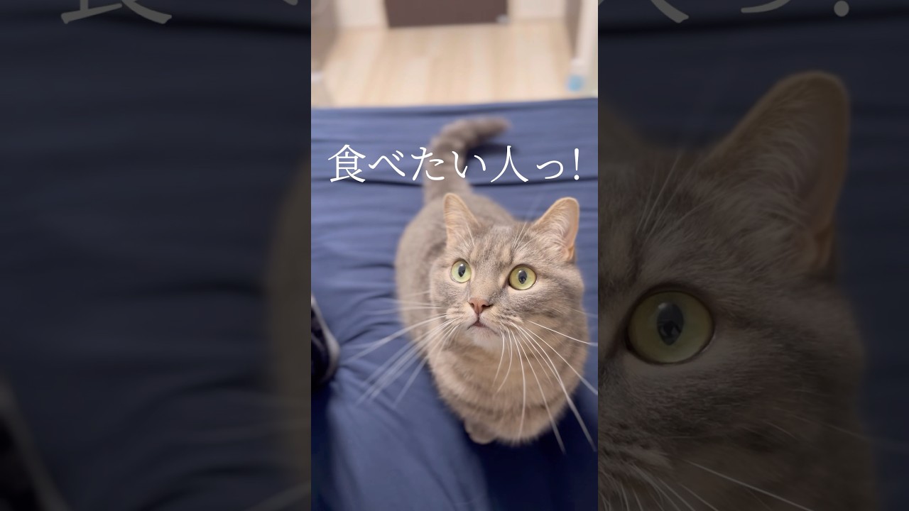 美味しいおやつを握りしめて食べる猫が可愛すぎた件...#shorts #猫 #マンチカン