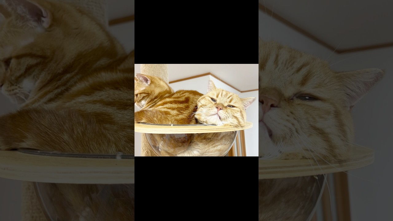 感情が全力で表情に出る猫 #マンチカン #shorts