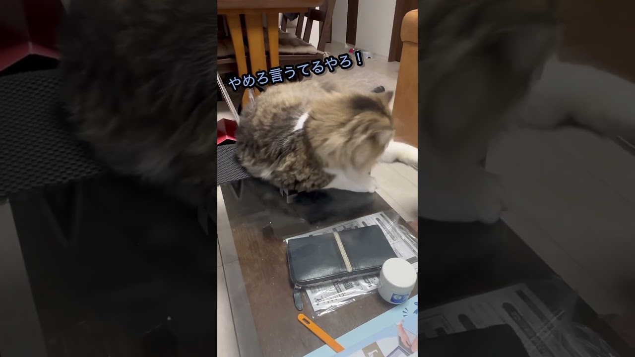 足であしらう猫#猫　#ねこ  #ラガマフィン  #cat