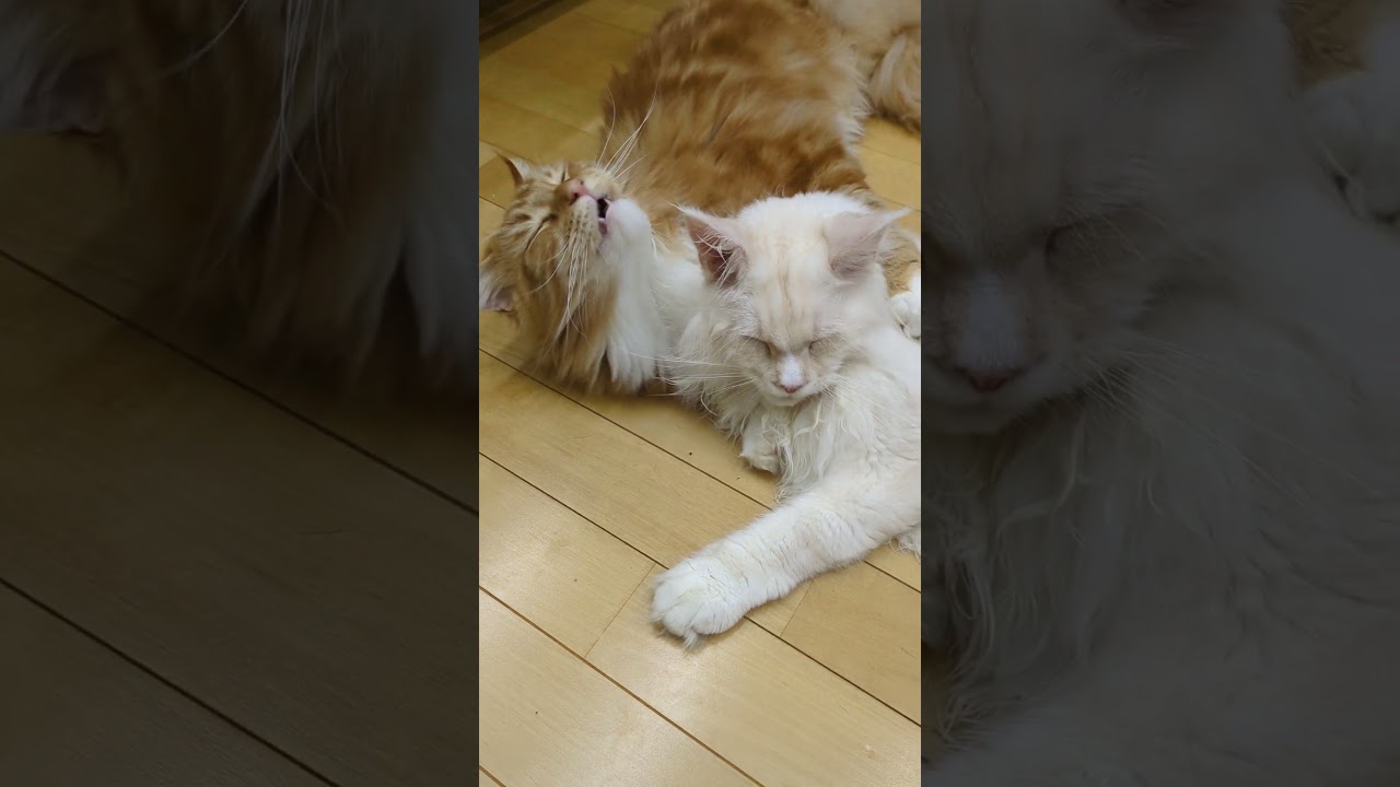 朝から、家族愛！#メインクーン #cat  #猫