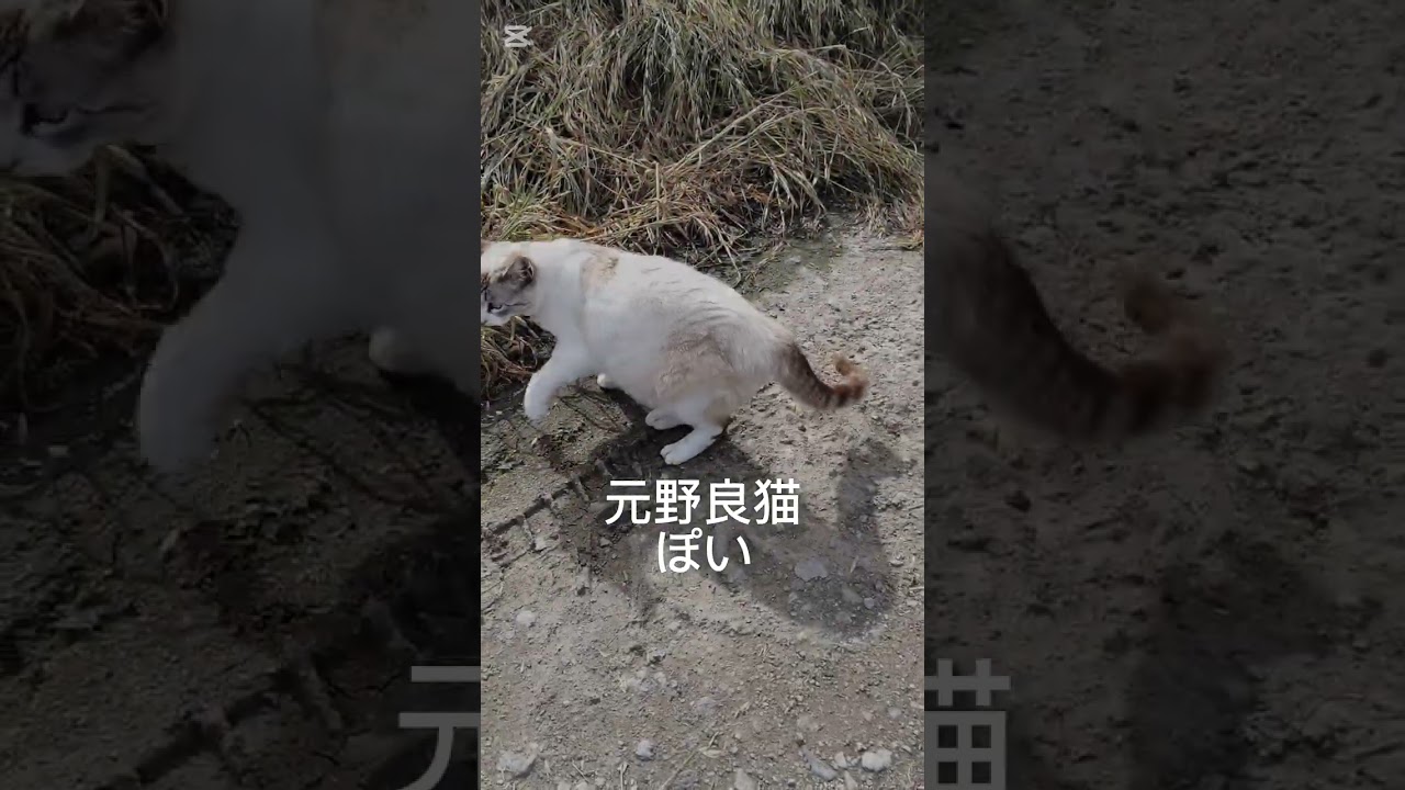 【野良猫から家猫へ】今は幸せですか。　シャム猫ミックス　ぽい #cat #シャム猫ミックス #元野良猫