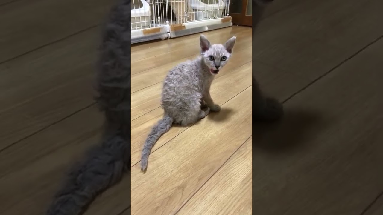 ラパーマ 明るい毛色ゆるふわカールのラパーマ男の子