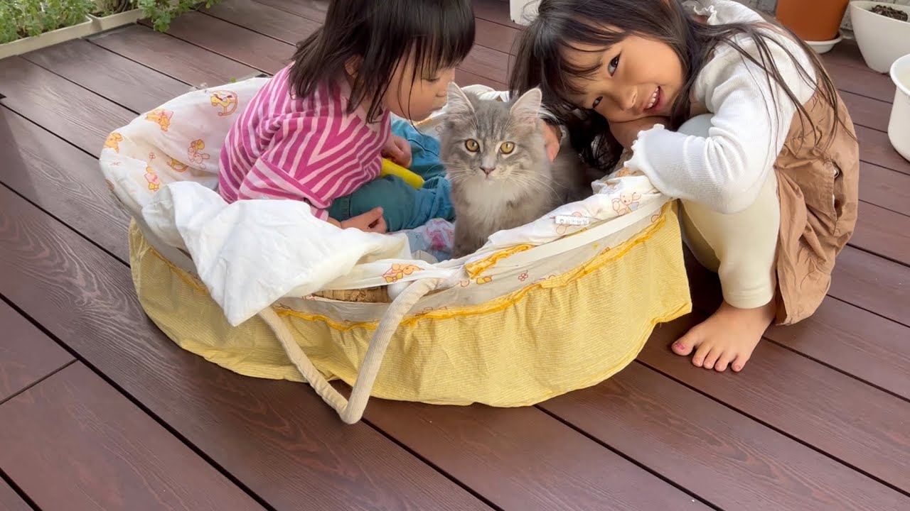 子猫はやっぱりバスケットが似合う　サイベリアン