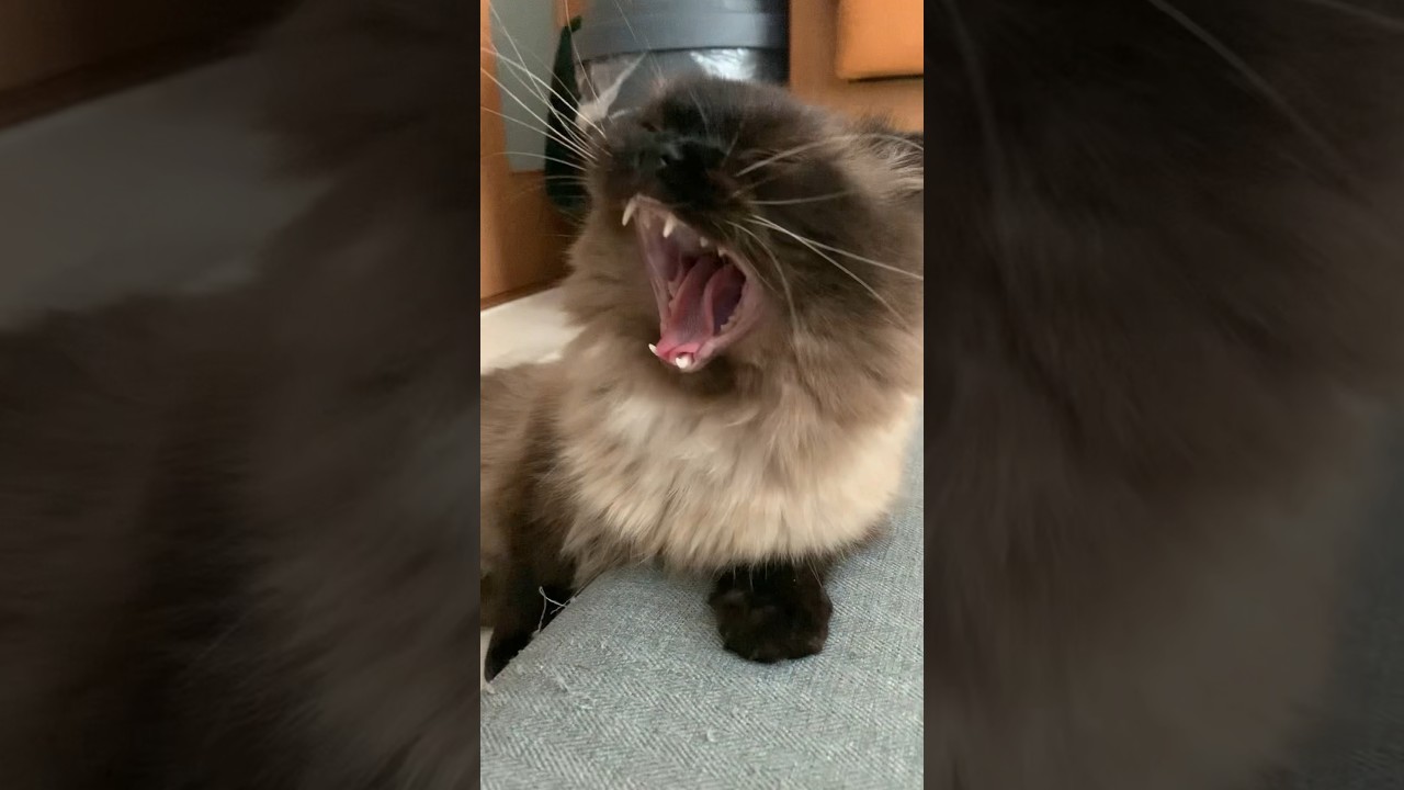 げんたくんのあくび#猫 #ヒマラヤン #猫のいる生活 #猫のいる暮らし #shorts