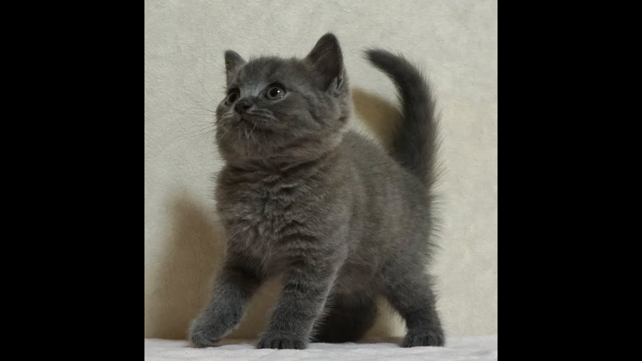 ブリティッシュショートヘアー子猫　British Shorthair　2024.7.5産まれ　ブルー　女の子　シーダキャット猫のお店