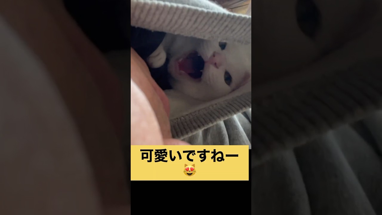 【猫の強引な侵入】 #日本猫 #cat #japan #白猫 #猫のいる暮らし #ねこ #幸せの白猫 #保護猫 ＃癒しのペット動画 #猫動画