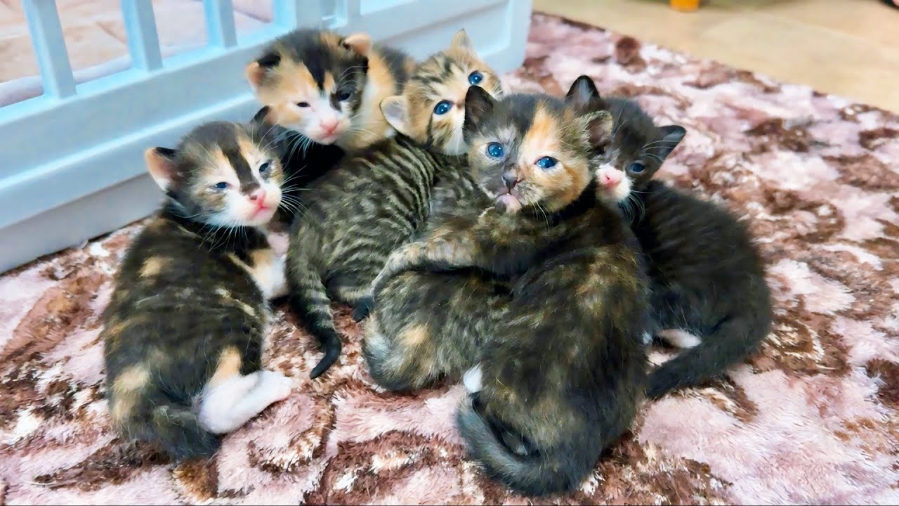 体を震わせ一生懸命ご飯を食べる子猫達