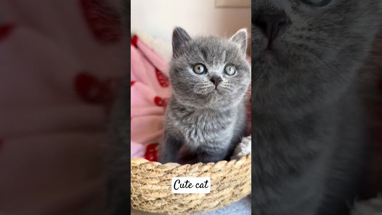 "Adorable Chubby Black Cat #cats #pets @PetsCollaction