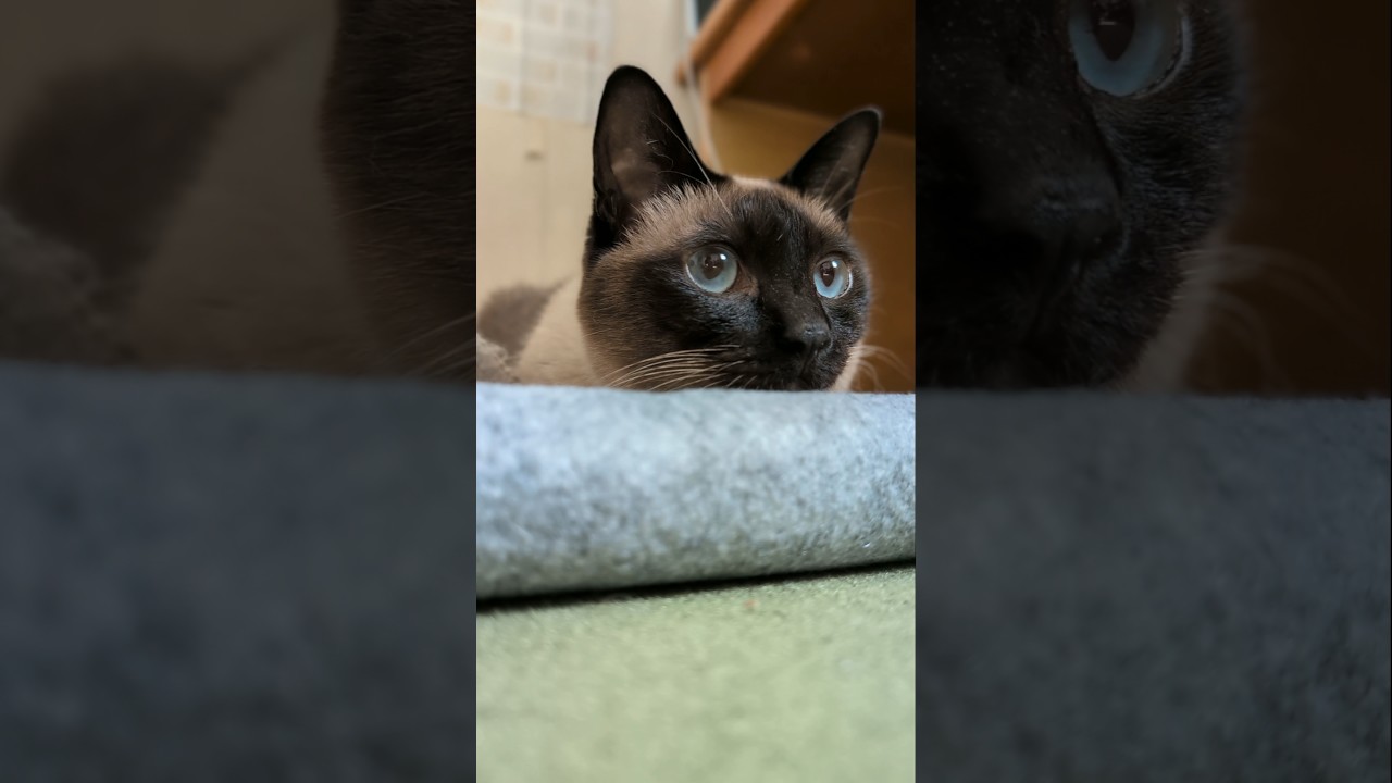 お目々ランランなシャム猫🐱 - A cat with bright, glittering eyes - #shorts #cat