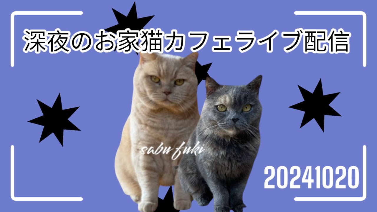 深夜のお家猫カフェライブ配信　２１４