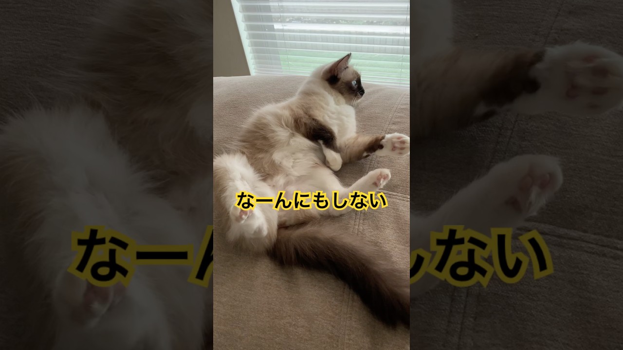 たぬきみたいな猫の休日 #ragdolls #cats #holiday #shorts #ラグドール #猫のいる暮らし #休日 #ショート