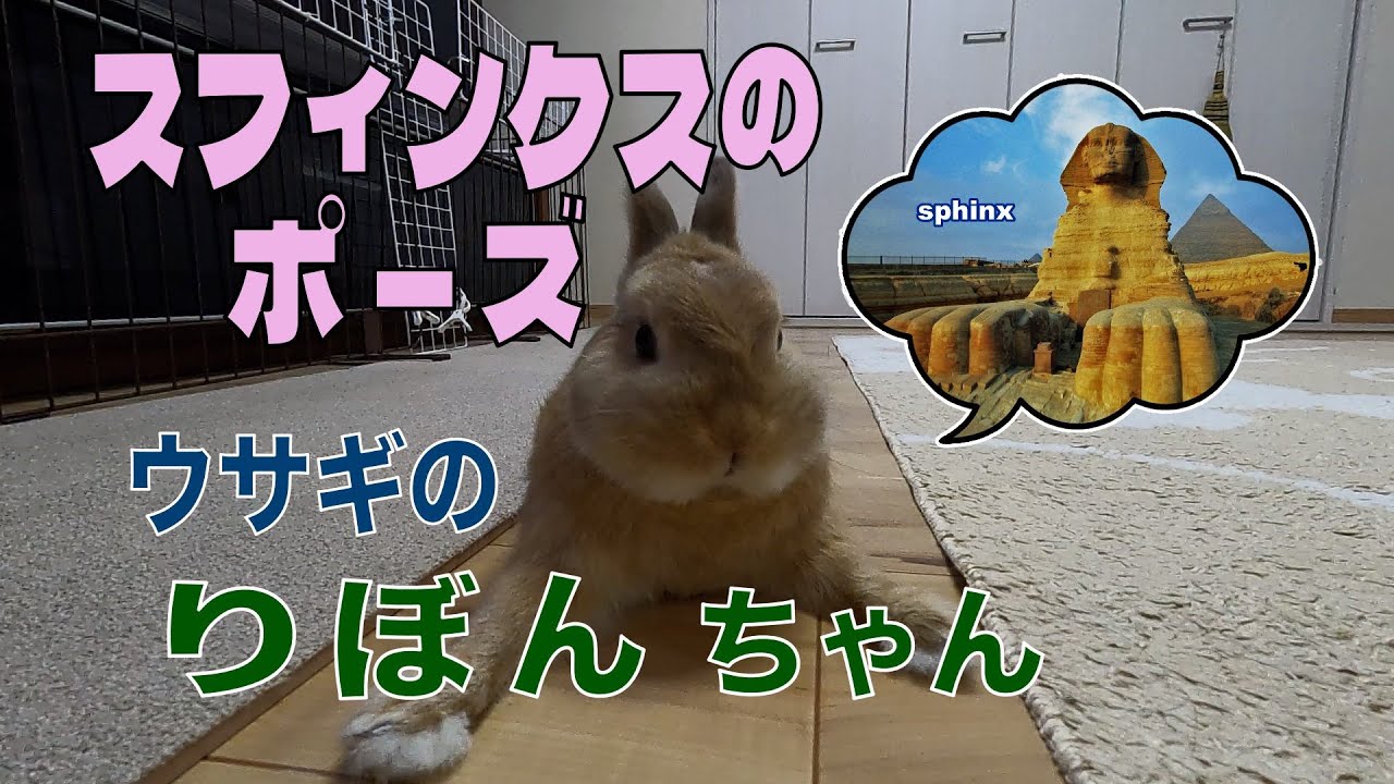 【ウサギのりぼんちゃん】スフィンクスのポーズ？