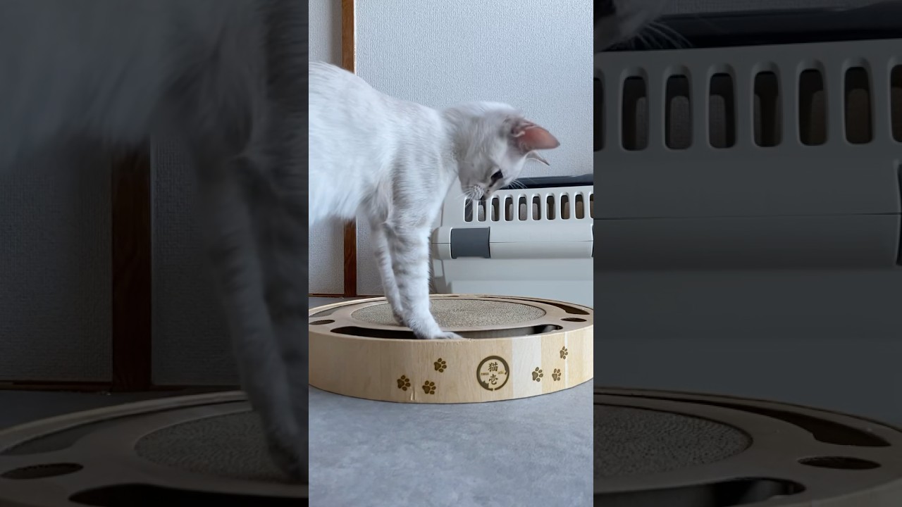 朝からあそんでくっ！　#元保護猫　#シャムトラ　#シャムミックス　#cat #猫耳 #kitten #シャムmix  #子猫 #猫耳