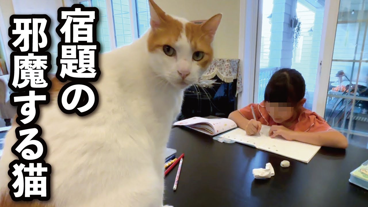 【甘えんぼ猫】宿題が終わるのを待てません…娘と遊びたい超絶かまってな猫はこちらです