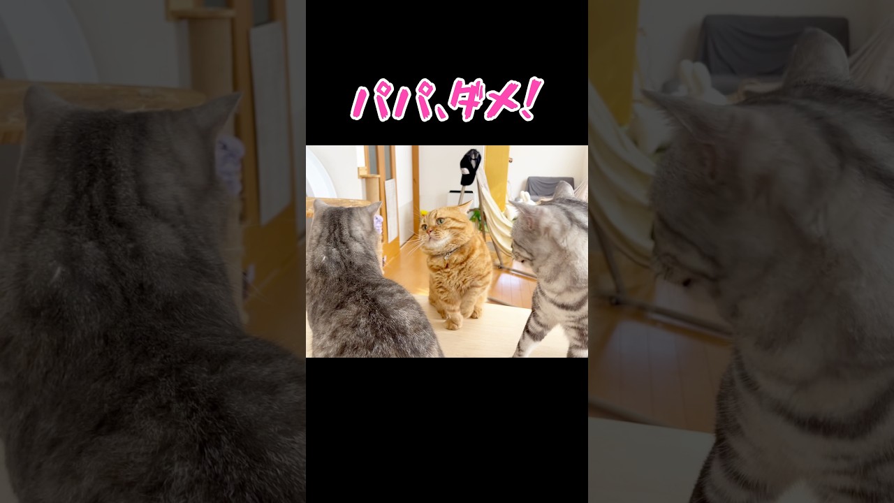 娘ににらまれて時間が止まったパパ猫 #猫 #マンチカン #shorts