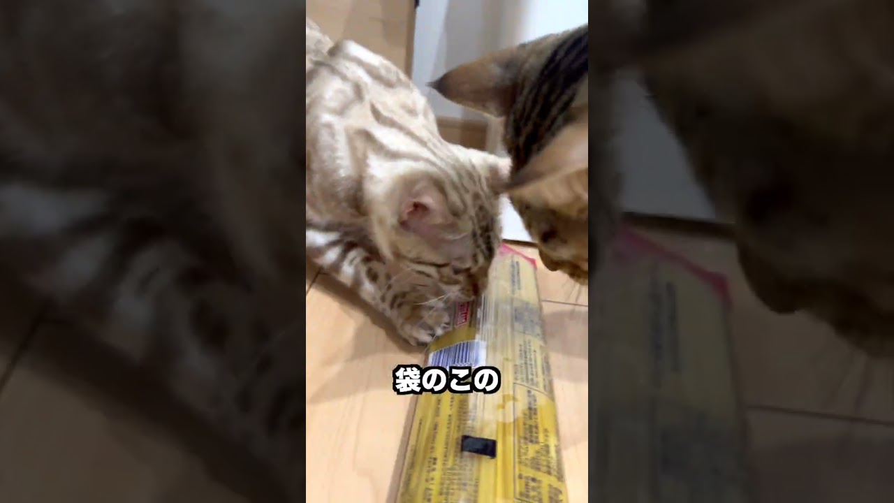 子猫の悪戯にパスタ全滅の危機#shorts