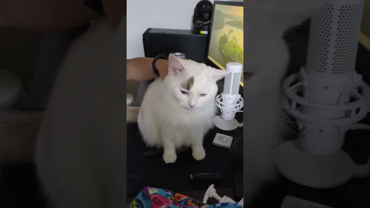 気持ちいい　#ラグドール #cat #ねこ #ねこのいる生活