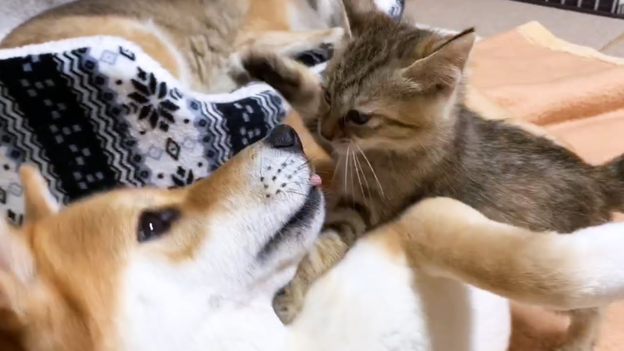 今日は暴れん坊だった子猫が5歳のお誕生日です