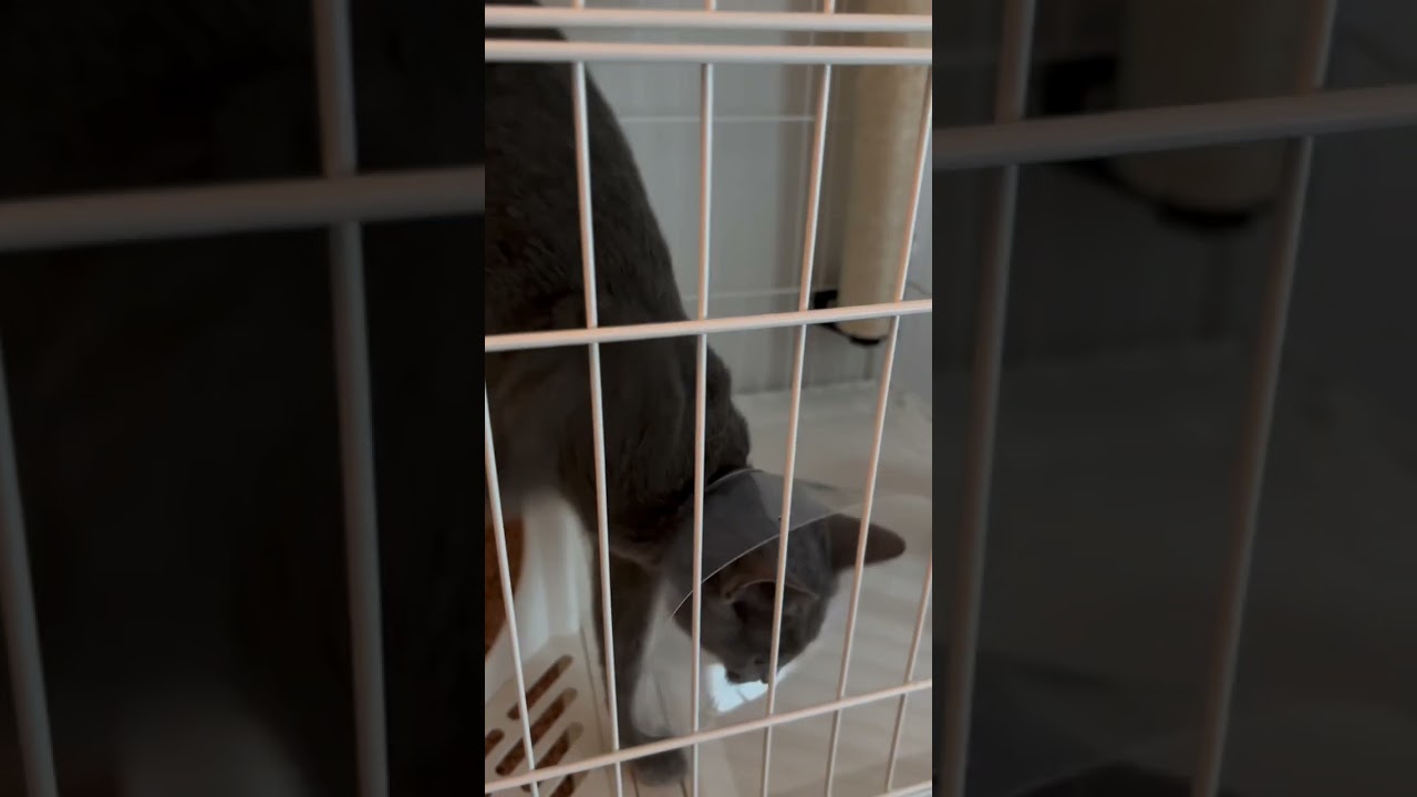 【退院しました！】 「ぐったり」とは？#猫 #cat #ロシアンブルー #猫のいる暮らし