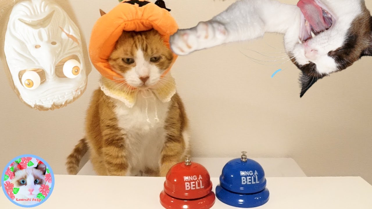 かぼちゃを被りベルを鳴らす猫と横でイライラがとまらない猫 A cat wearing a pumpkin ringing a bell and an irritated cat next to it