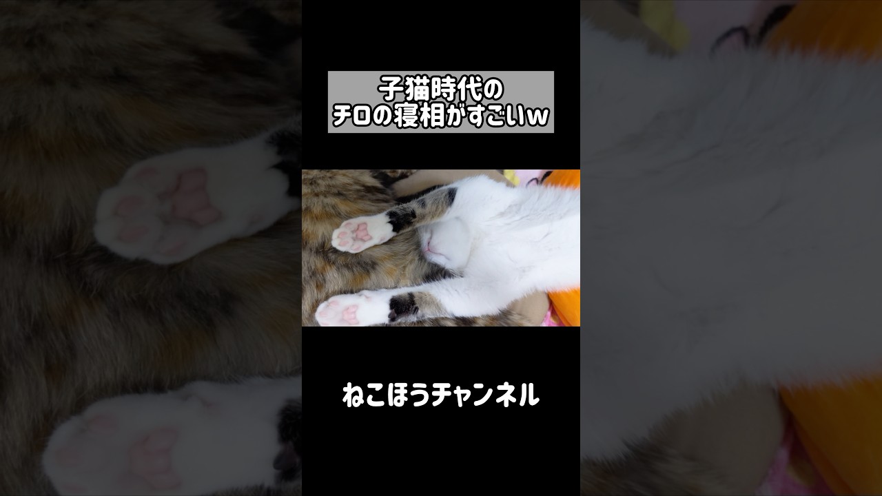 子猫時代のチロさんの寝相が面白すぎたw #shorts
