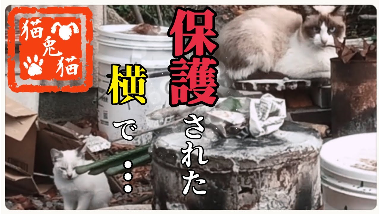 TNR【野良猫親子】シャムミックス親子~Stray cat parent and child] Siamese mix parent and child ~ #野良猫 #保護猫 #cat #動画