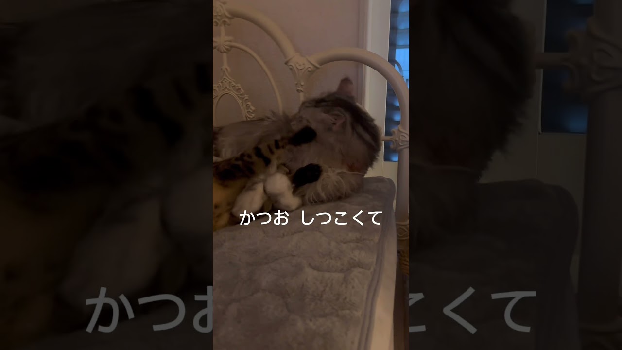 多頭飼い猫様の朝#メインクーンのオス #2代目