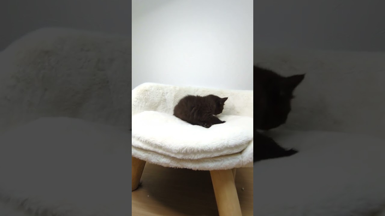 ボンベイ ブラックカラーの女の子❤