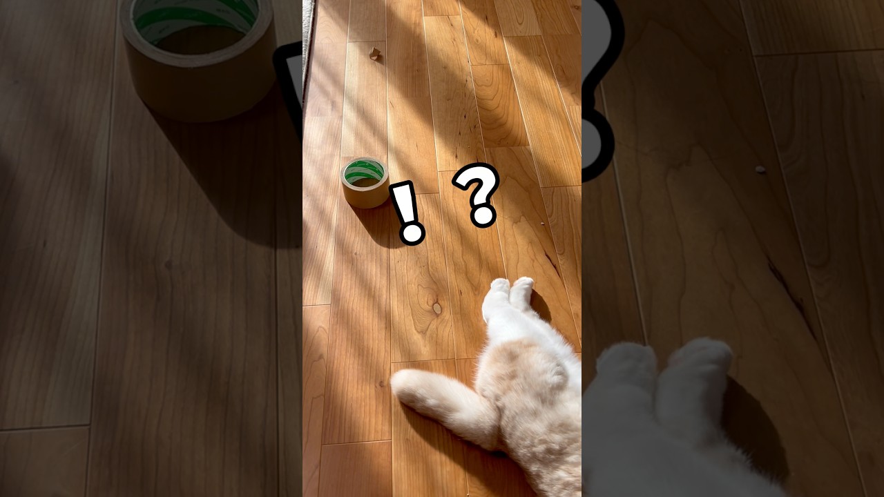 尻尾がリーナベル猫#バズれ #スコティッシュフォールド