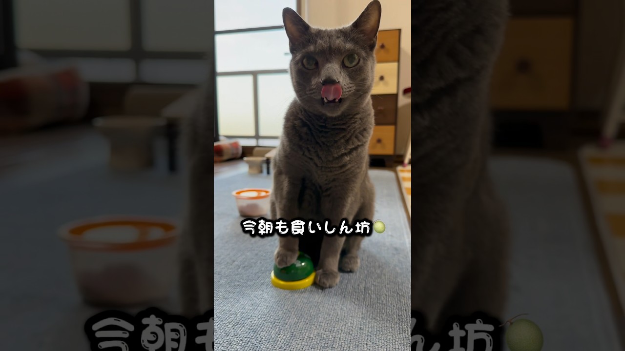 【ロシアンブルー】めろん土曜日の朝もう食いしん坊です🤗【猫】#shorts