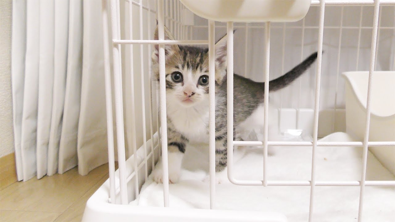 子猫のために新しい部屋(ケージ)を作ってあげた結果...泣