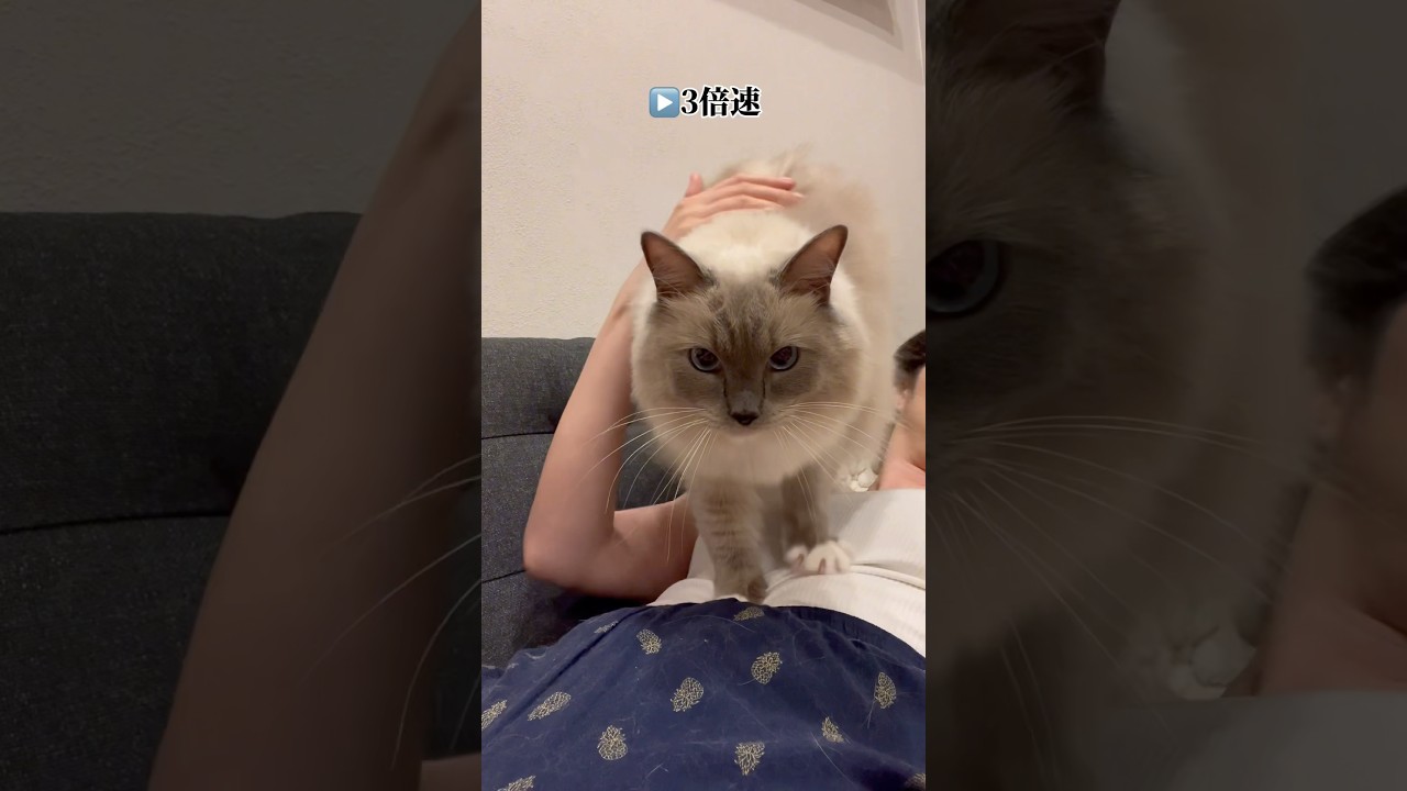 【猫のマッサージ屋さん】#ラグドール #猫 #cat #고양이 #ragdollcat  #猫動画 #癒し #ねこ動画  #shorts  #ふみふみ #かわいい猫 #catkneading  #ねこ