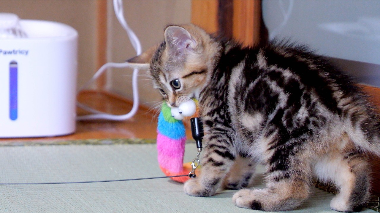 生後2ヶ月のマンチカンの子猫が一生懸命がんばります。