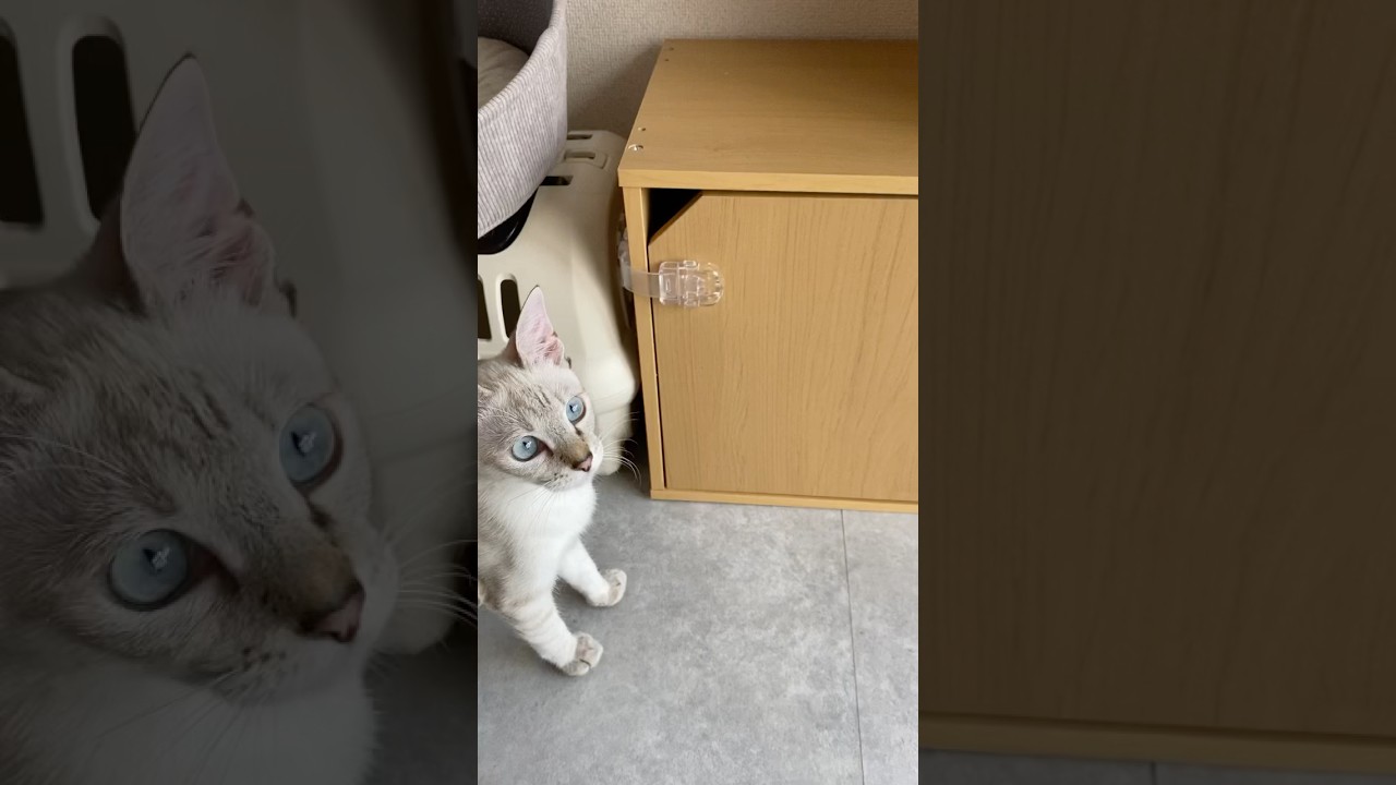 イタズラですか？　#元保護猫　#シャムトラ　#シャムミックス　#cat #猫耳 #kitten #シャムmix  #子猫 #猫耳