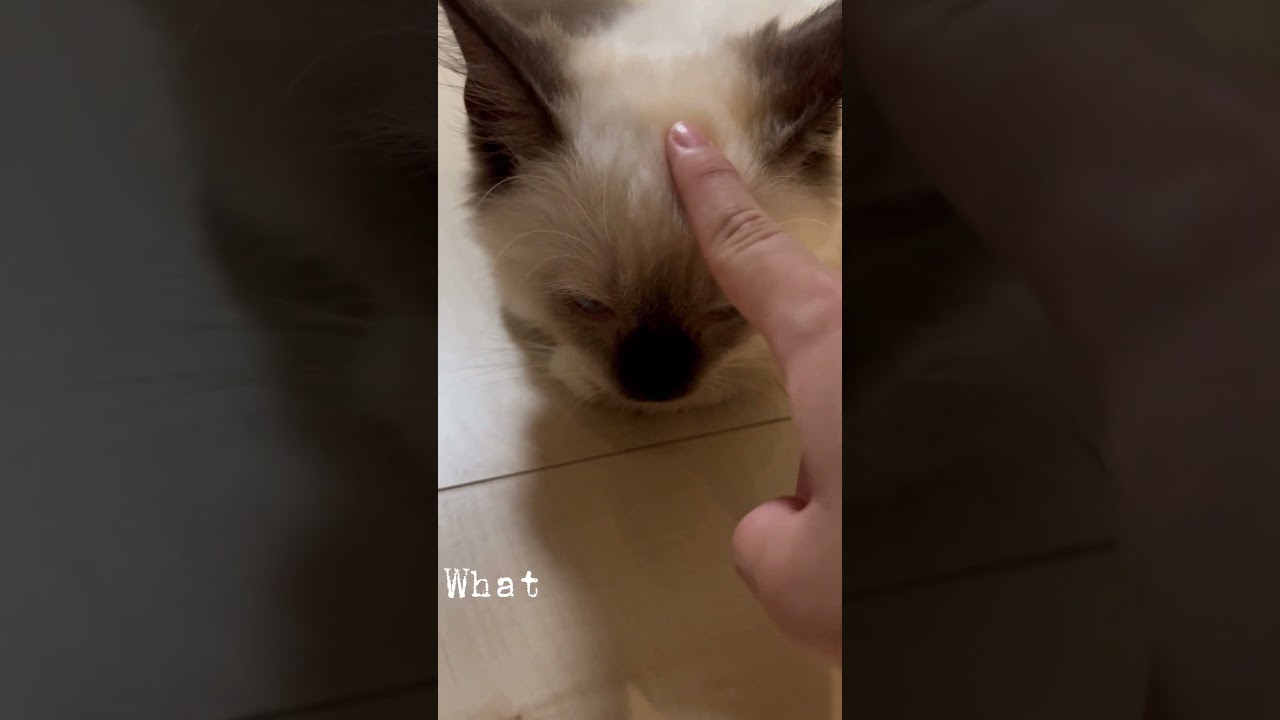 餅になったAzul #cat #kitten #ragdoll #猫のいる暮らし