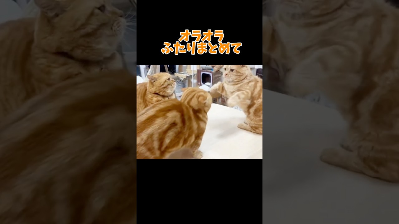 『ふたりまとめてかかってこい！』 #猫 #マンチカン #shorts