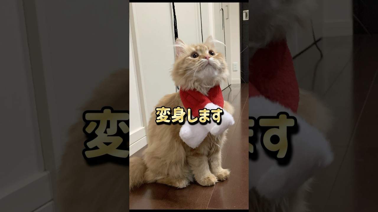 サイベリアンは生後半年でモフモフになります　#サイベリアン子猫 #サイベリアン #shorts