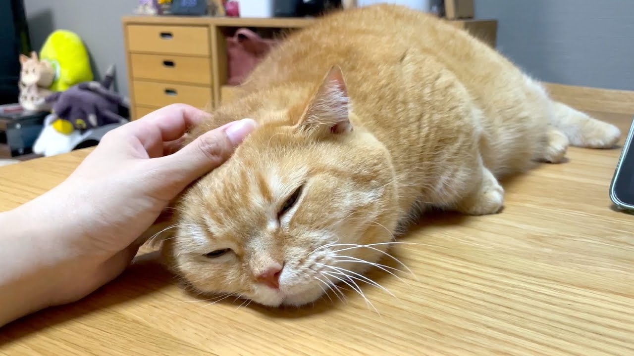 甘えん坊ニャザラシが打ち上げられました