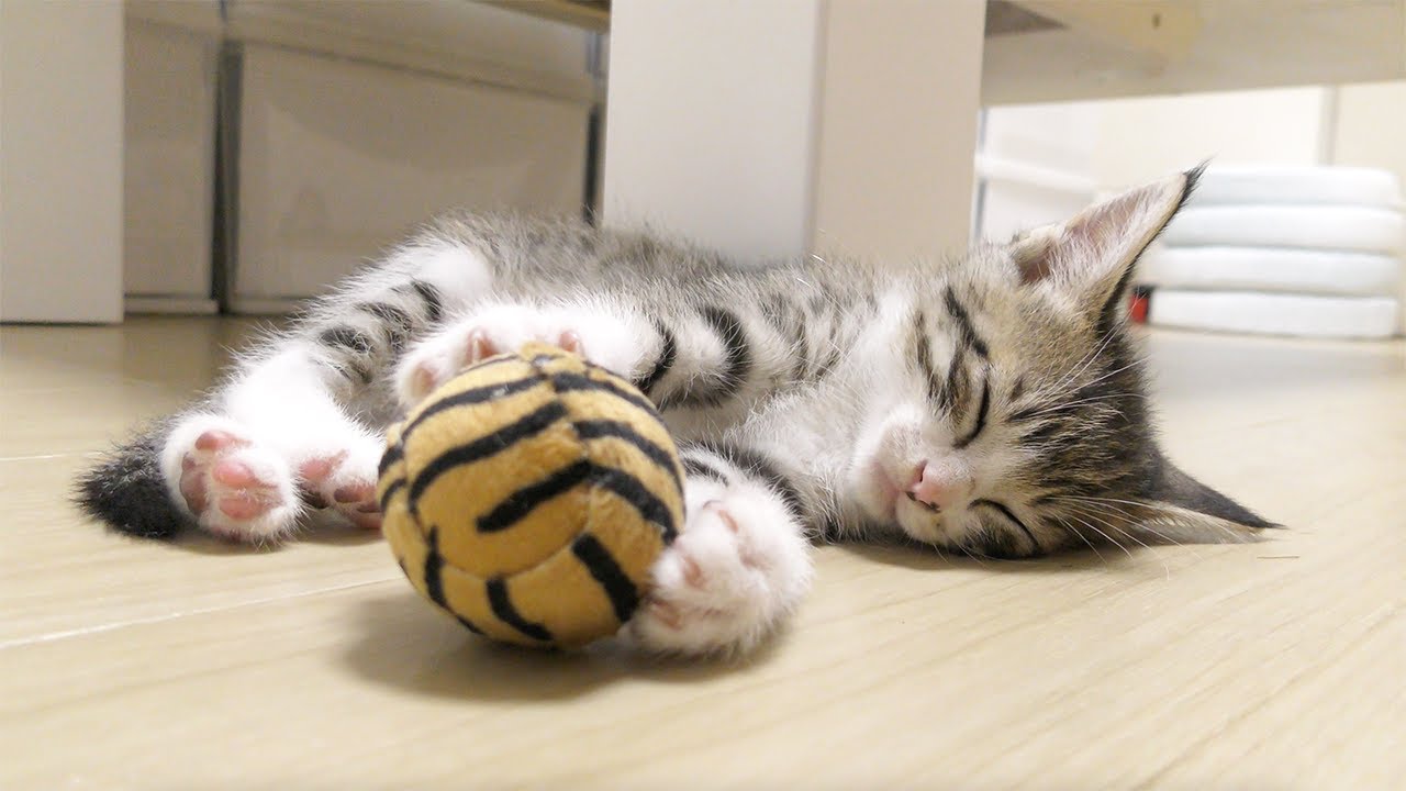 大好きなおもちゃで遊びすぎて寝落ちしちゃう子猫がこちら...笑