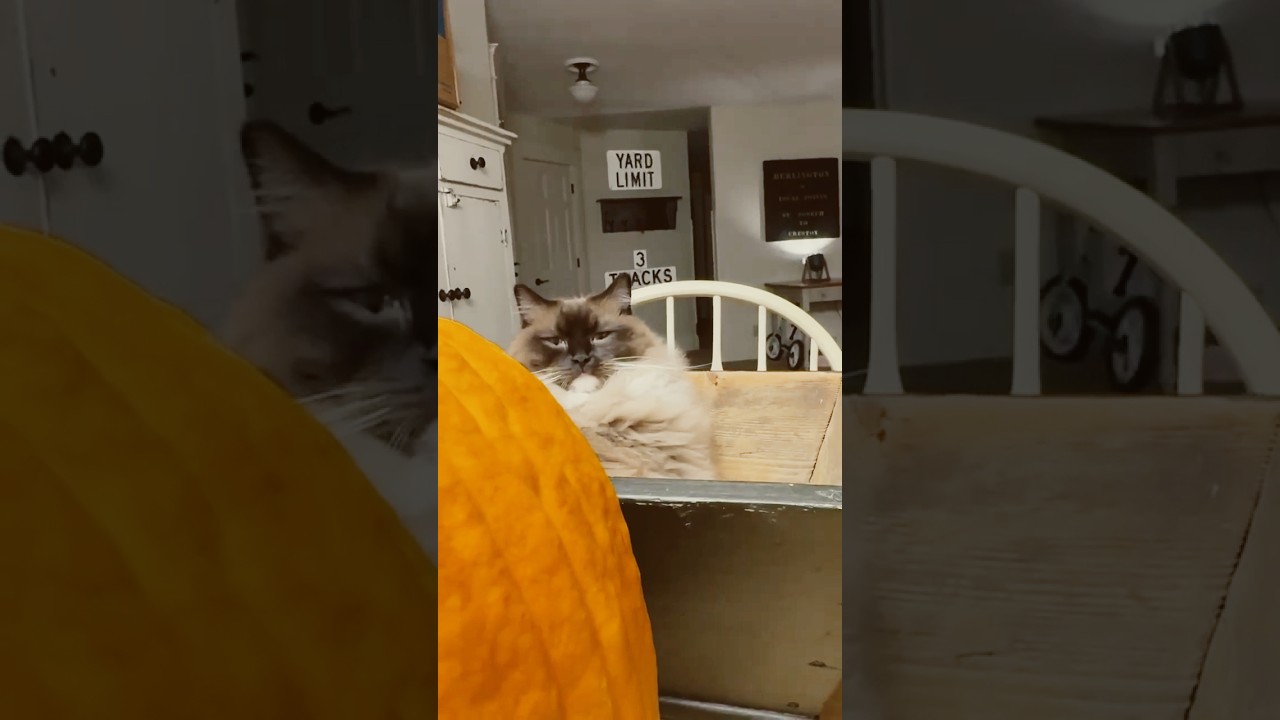 Well, hello there, Pumpkin. 🎃#Ragdolls #cat #Funnycats #pumpkin