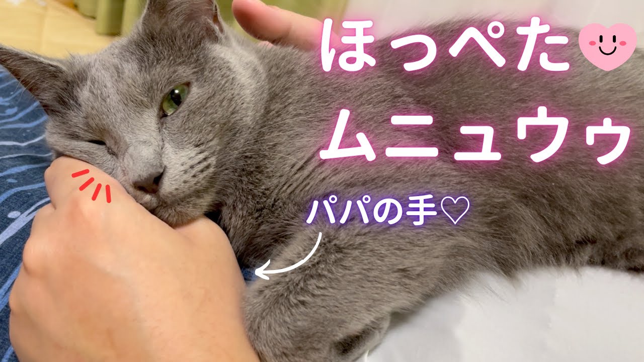 【猫ロシアンブルー】“パパベッド完成形”で可愛く寛ぐ そらちゃん❤️