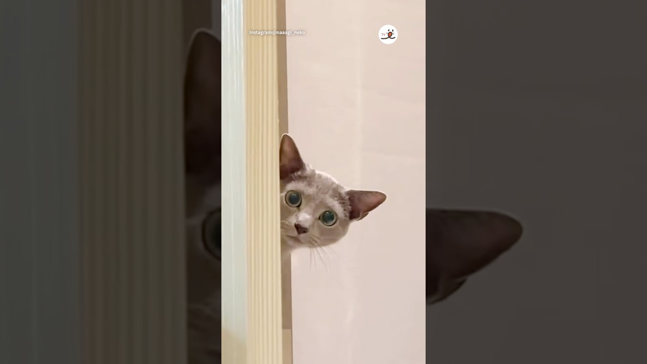 なぜか好奇な目で見られてた😅｜PECO #ロシアンブルー #猫 #愛猫家 #猫のいる暮らし #russianblue #cat #catlover #catlife