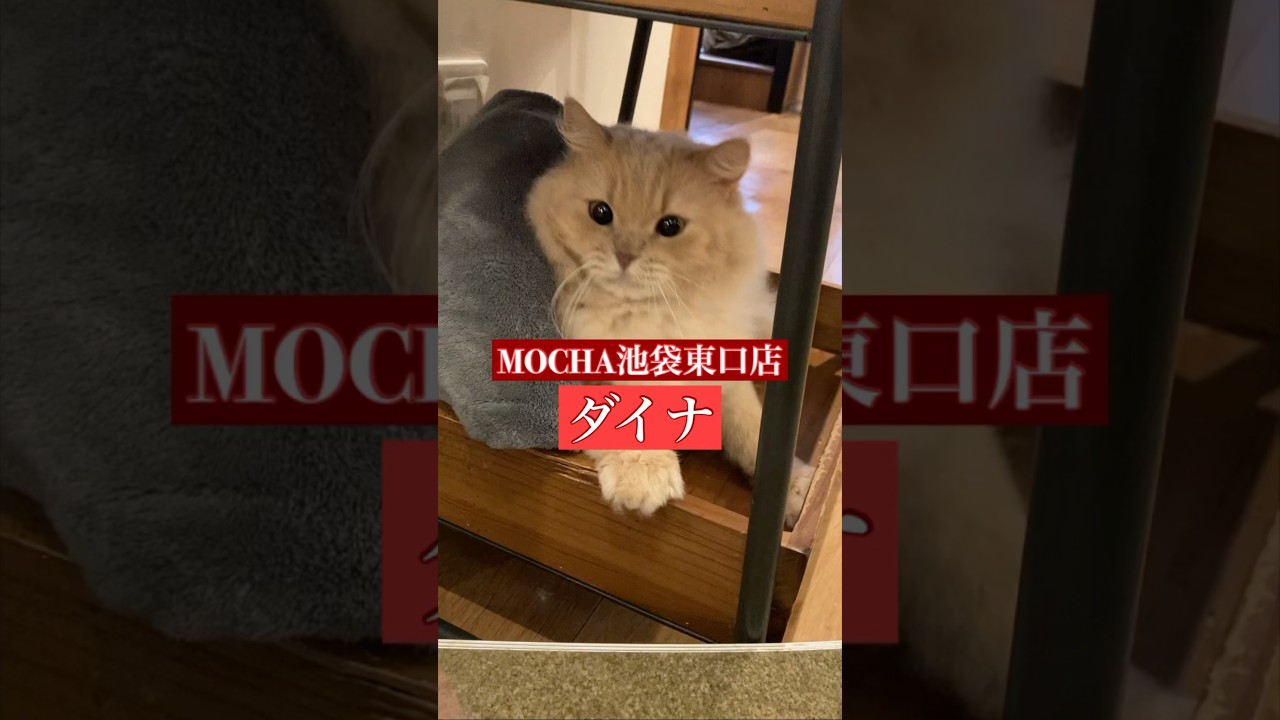 🐱ダイナ🐱　(スクーカム♀)　猫カフェMOCHAラウンジ池袋東口店　2024/9/18 撮影分　　#日替わり猫カフェにゃんこ