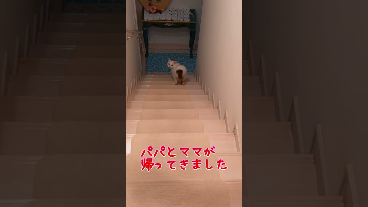 階段を降りる弟猫のお尻がプリプリで可愛い過ぎる