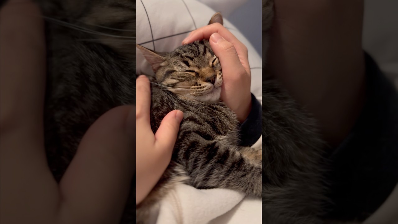 【猫動画】夜中の大暴れ子猫を寝かしつけるwww #shorts
